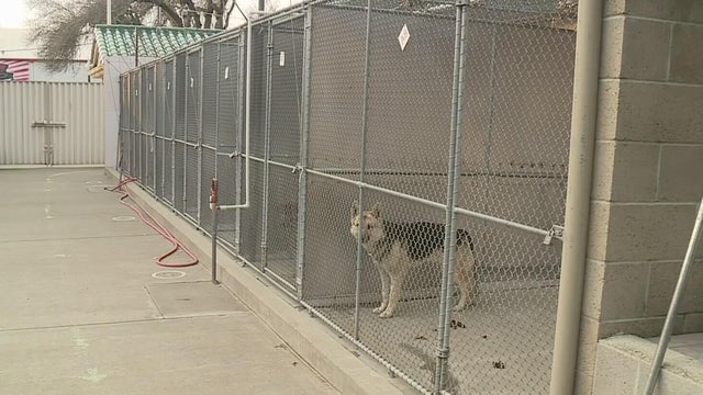 front-street-animal-shelter.jpg 