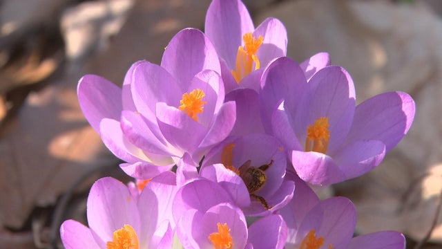 flower pollen 