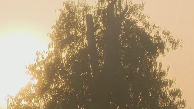 Texas "Miracle Tree"