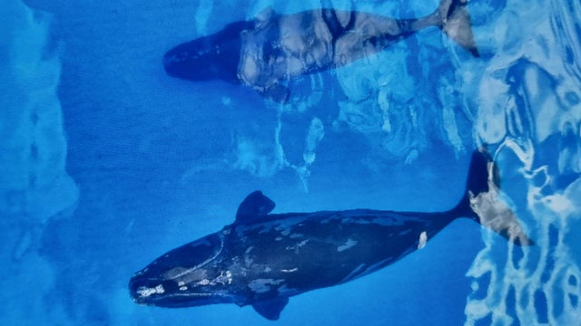 whales-spotted.jpg 